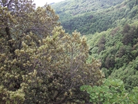 Monte Rinatu
